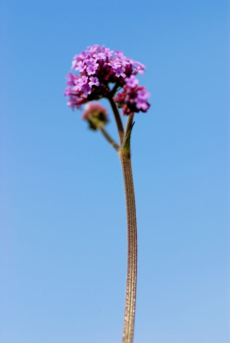 河原の花_e0051018_22475661.jpg