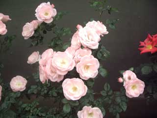 c0035525_218961.jpg