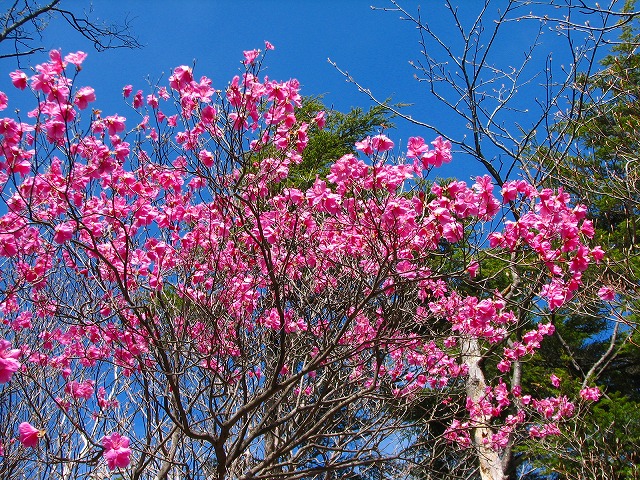 ５月２０日（日）　袈裟丸山の花達♪_b0097836_23123192.jpg