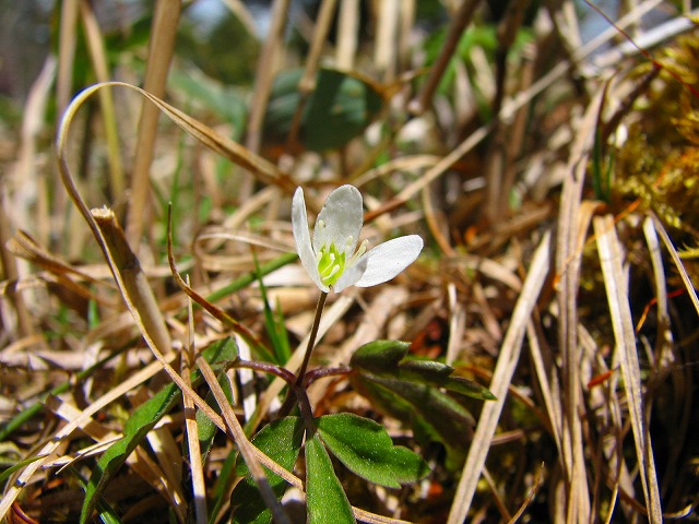 ５月２０日（日）　袈裟丸山の花達♪_b0097836_2316960.jpg