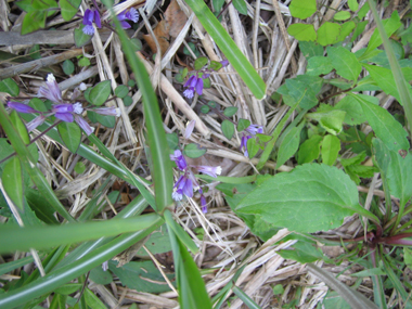 e0110940_1121111.jpg