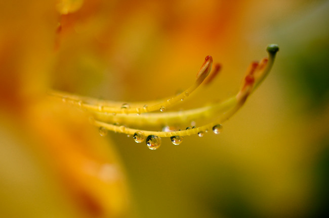 庭の花たち（雨の日に）_d0094150_19511529.jpg