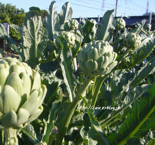 アーティーチョークを育ててみたい方へ 月桂樹 Laurus Nobilis