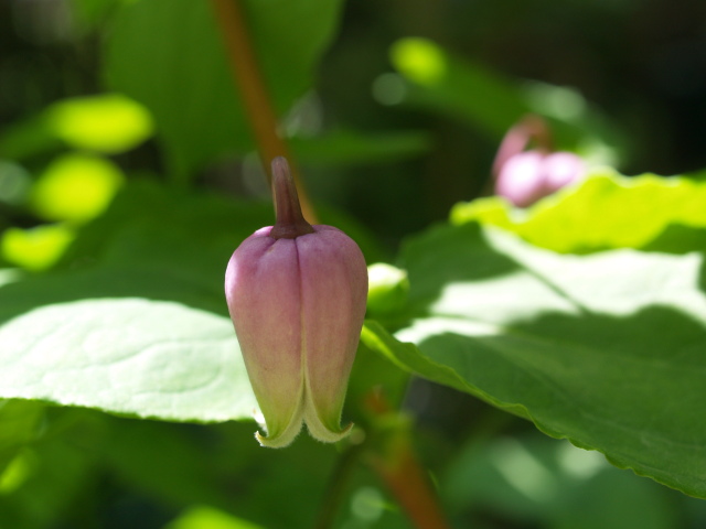 5月20日　　快晴　　　我が家の花　　_e0105760_20361535.jpg