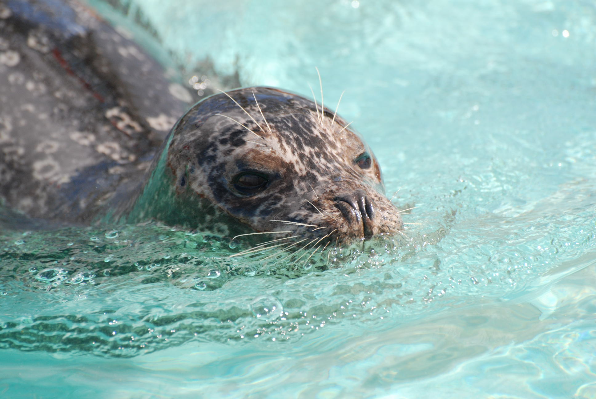 釧路動物園のあざらしくん_f0130376_2218651.jpg