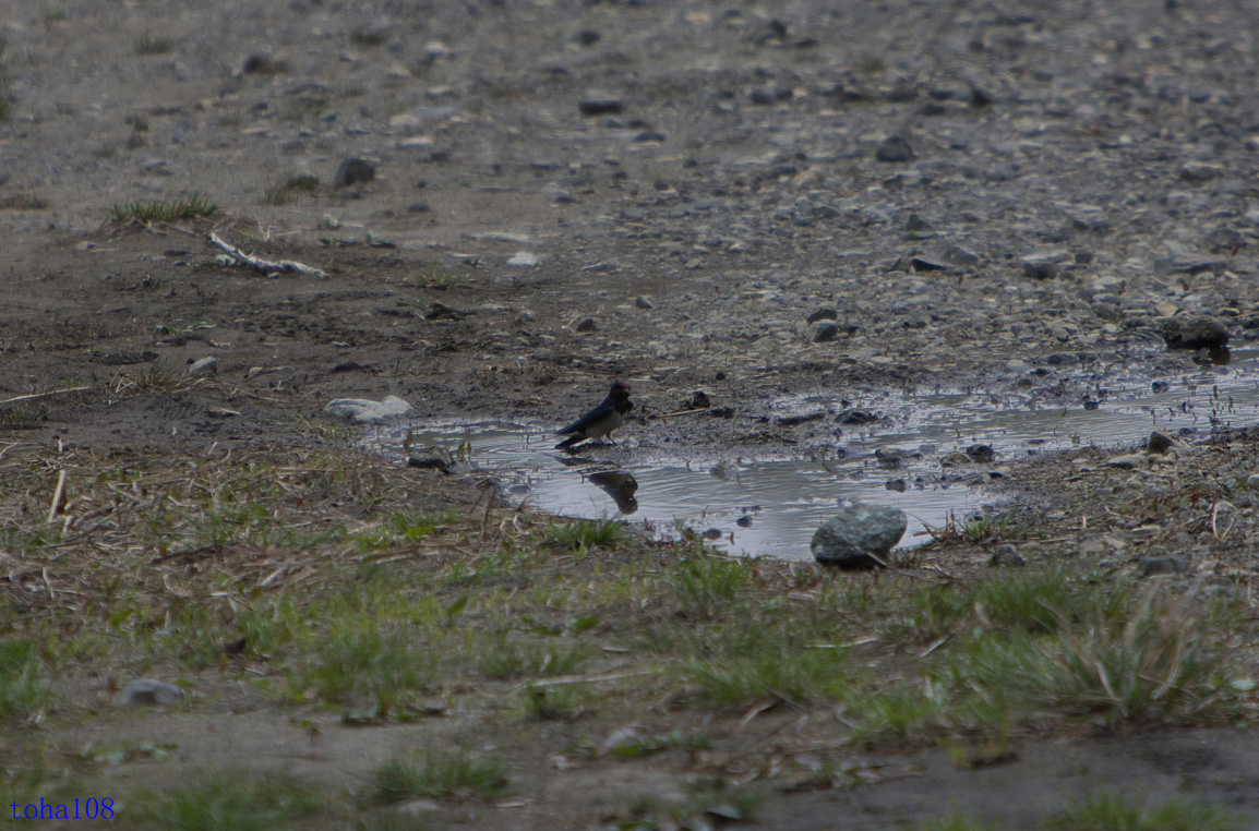 富士山撮影の合間に撮影した鳥２_f0010298_23274938.jpg