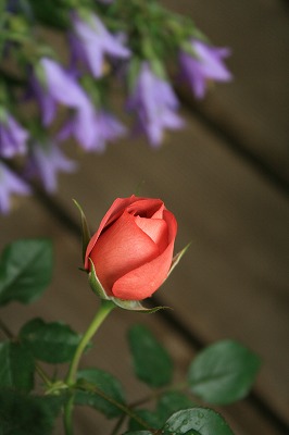 e0031502_1851281.jpg