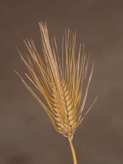 e0112213_7243756.jpg
