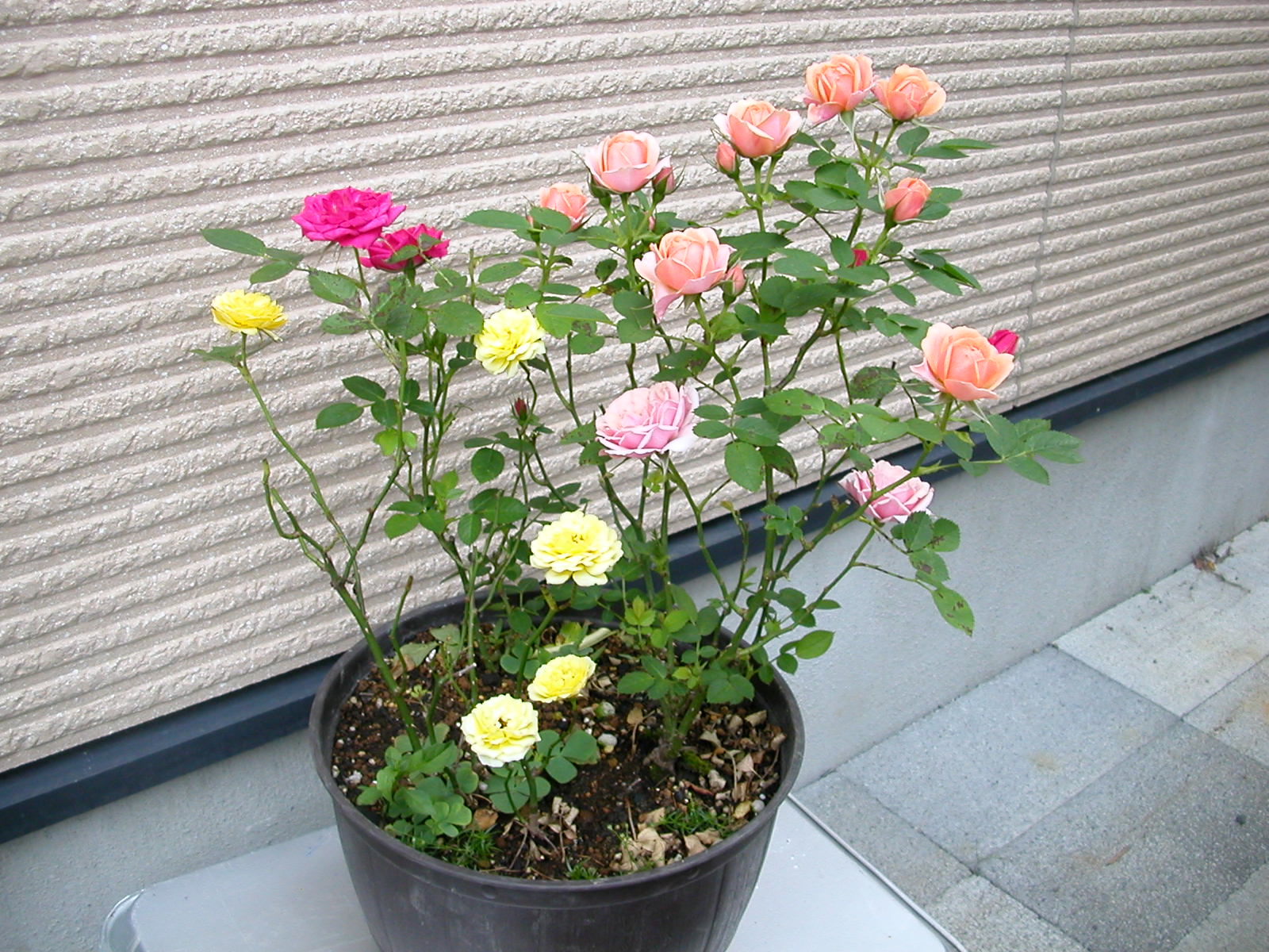 ミニバラ 自然とともに生きる ミニバラ 自然とともに生きる