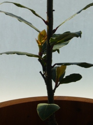 f0013029_16155363.jpg