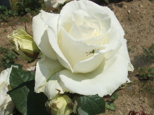 a0054240_18597.jpg