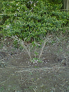f0099140_20323.jpg
