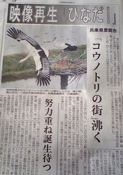 コウノトリのひな誕生_f0081443_7435589.jpg