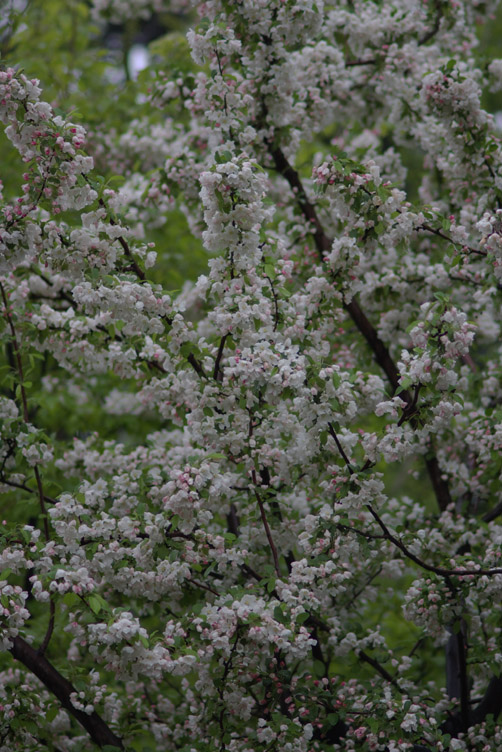 cherry blossoms in a rain_d0074844_21202070.jpg