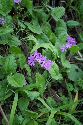 野の花盛りです。_f0114346_2152469.jpg