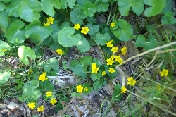 野の花盛りです。_f0114346_2153862.jpg