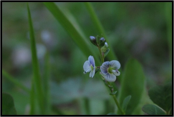 コテングクワガタ 野草風薫