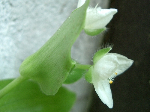 トキワツユクサ(常磐露草)_c0085874_1217126.jpg