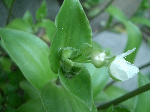トキワツユクサ(常磐露草)_c0085874_12172545.jpg