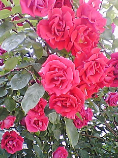 薔薇_a0098380_155914.jpg