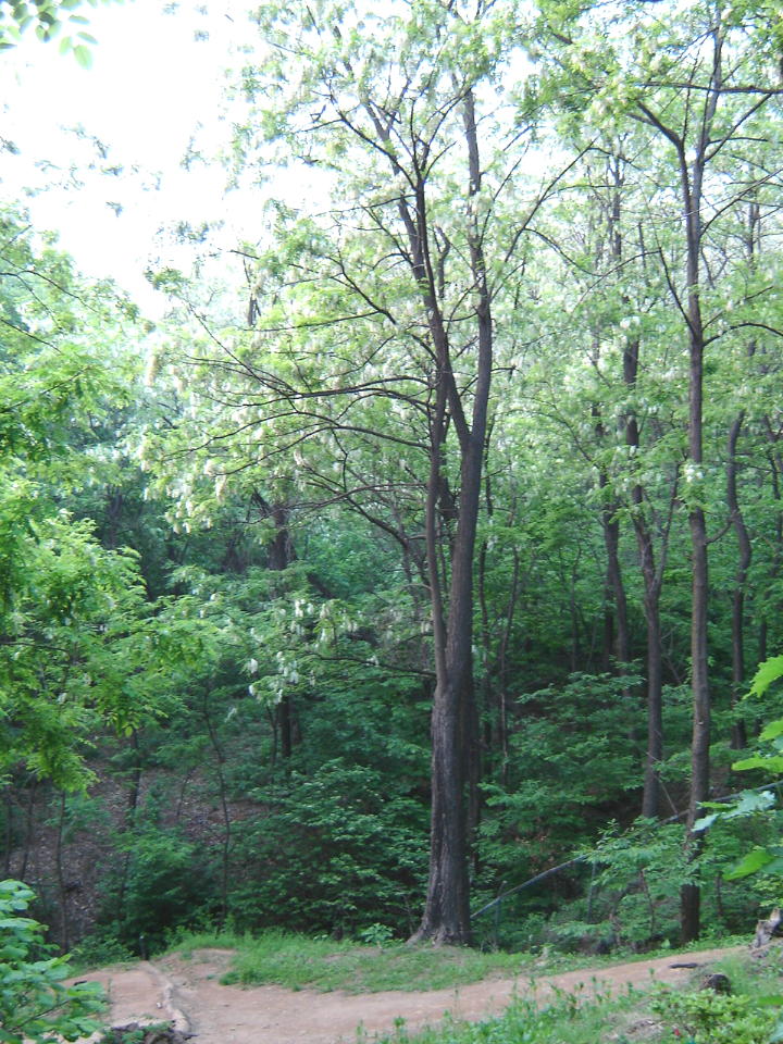 d0037284_15473615.jpg