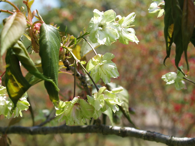 緑の桜「御衣黄」_a0007388_13281869.jpg