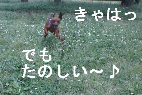 f0123589_1652151.jpg
