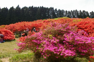 まっかっかの葛城山_a0078106_2221759.jpg