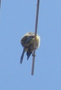 f0133814_912442.jpg