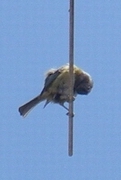 f0133814_9164935.jpg