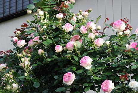 c0115121_21593844.jpg