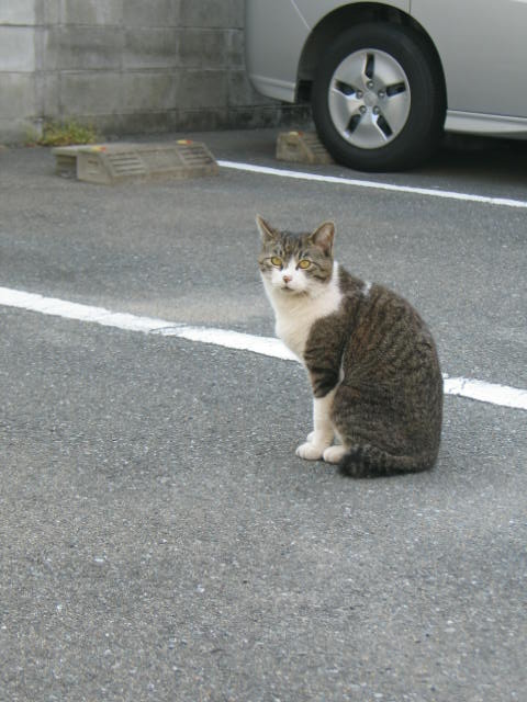 やっぱり猫が好き！_a0087726_23585088.jpg