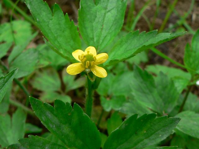 毛狐の牡丹 ケキツネノボタン 花の仲間調べ 毛狐の牡丹 ケキツネノボタン 花の仲間調べ