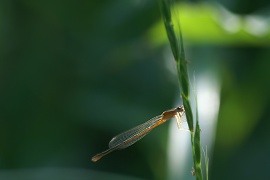 b0081141_19244821.jpg