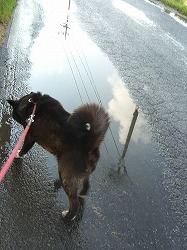 雨上りの散歩道。_f0028743_1622517.jpg