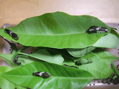 a0085647_1833180.gif