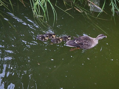 Ｋ池公園の注目は・・・・_f0068649_2157346.jpg