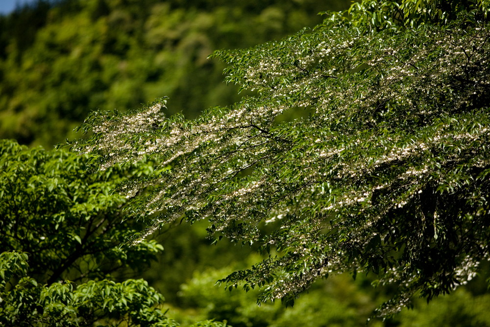 e0015567_18524137.jpg