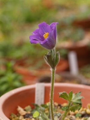 Pulsatilla turczaninowii　_d0025568_8384745.jpg