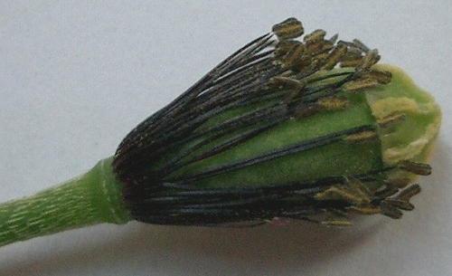 ナガミヒナゲシ(長実雛芥子)_c0085874_10163186.jpg