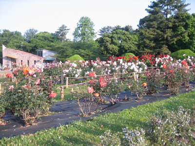 f0135575_1134735.jpg