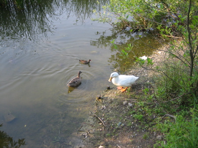 f0135575_1183947.jpg