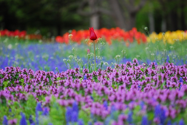 春の花々_d0105582_2136090.jpg