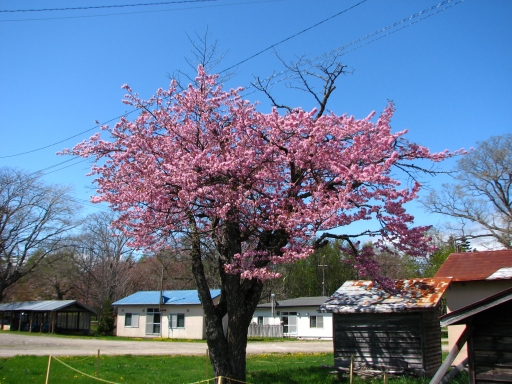 f0020302_2355793.jpg