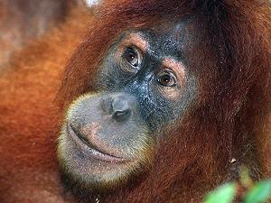 Sumatran Orangutan スマトラ オラウータン アビシュカール Sumatran Orangutan スマトラ オラウータン アビシュカール