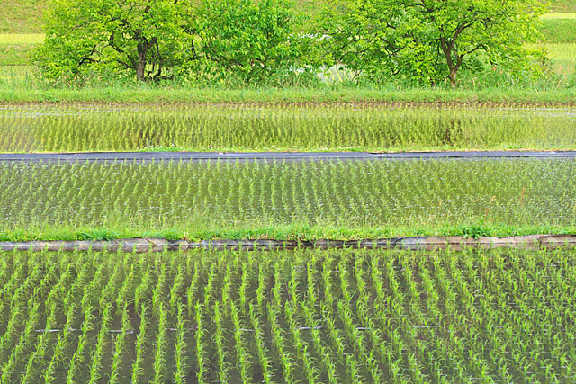 柿木のある風景_c0067040_23264936.jpg