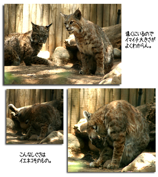 動物園に行こう_f0027944_2254534.jpg