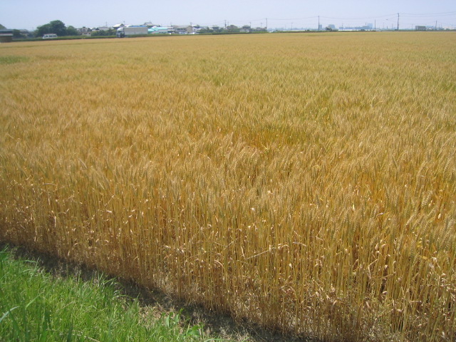 a0027555_144611100.jpg