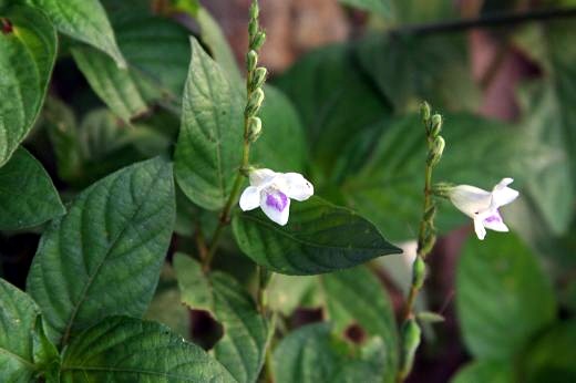 キツネノマゴ科 Acanthaceae えるだまの植物図鑑