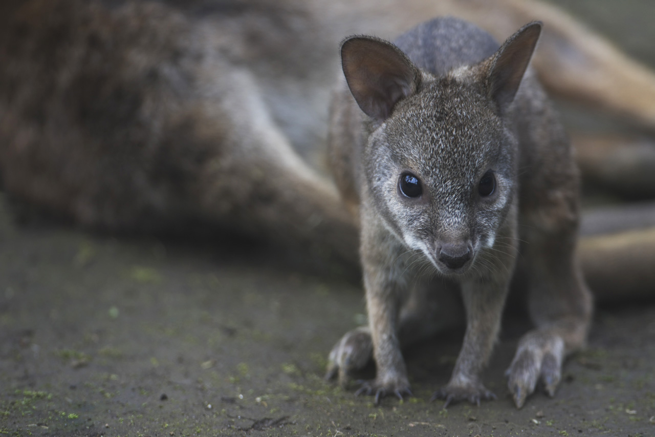 多摩動物公園46_e0060169_6102720.jpg